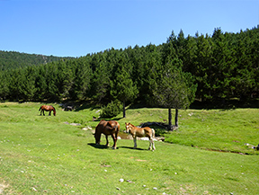 El pequeño lago de Davall en Comes de Rubió