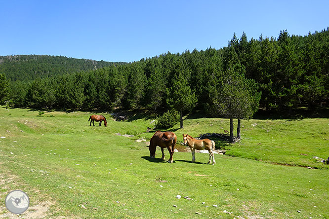 El pequeño lago de Davall en Comes de Rubió 1 