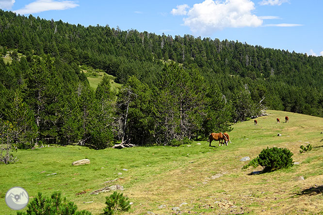 El pequeño lago de Davall en Comes de Rubió 1 