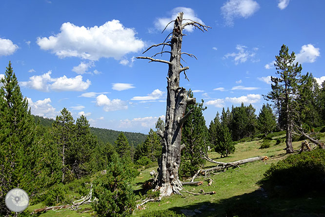 El pequeño lago de Davall en Comes de Rubió 1 