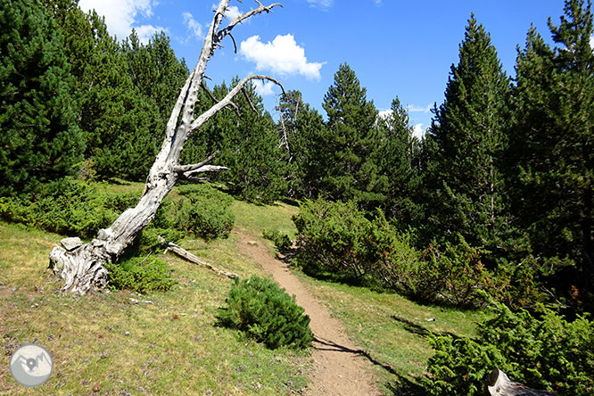 El pequeño lago de Davall en Comes de Rubió 1 