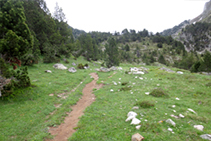 Bosque subalpino camino del circo de Baciver.