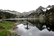 Pino negro muerto reflejándose en el lago de Bacivers.