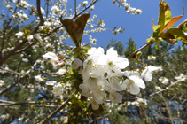 Cerezo en flor en el camino de las Pardines.