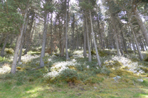 Bosque de pino negro y rododendro.