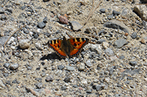 Mariposa en el camino de las Pardines.