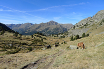 Caballo al lado del camino.