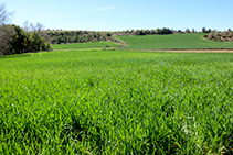 Prados de cultivo.