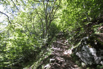 Subida dura a través de un bosque sombrío.