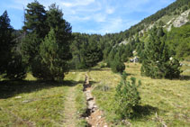 El bosque deja paso a una zona abierta.