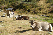 Vacas descansando en la fuente del Travenc.