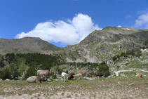 Algunas vacas pastando cerca del refugio.