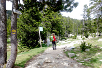 Cruzamos el puente y tomamos el sendero que se adentra en el pinar.