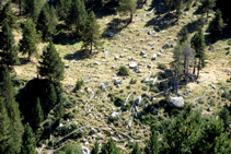 Árboles caídos en el barranco.