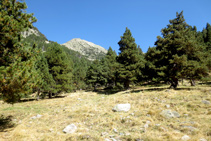 Cruzamos una zona de pastos.