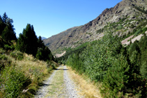 Pista de la Umbría de Moró, en sus márgenes abundan los frambuesos.