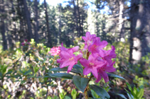 Las vistoses flores del rododendro.