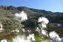 Algodoneras en el lago de Ensagents.