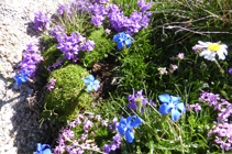 La flora de alta montaña en la cima del Alt del Griu.