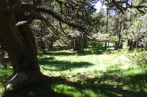 El bosque de Campeà, dónde el camino se pierde.