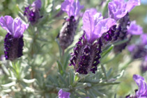 Nos encontramos en una zona de clima típicamente mediterráneo y con una gran riqueza vegetal.