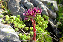 Bonita <i>Sempervivum</i>.