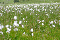 La algodonera o hierba del algodón crece en humedales y prados húmedos.