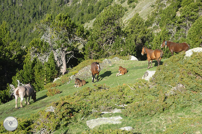 GR 11 - Etapa 13: Refugio de Malniu - Refugio del Illa 1 