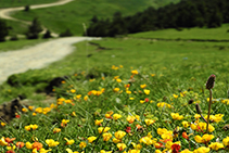 Avanzamos por pista entre prados de pasto.