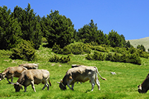 Prados de pasto.