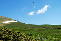 Prados de pasto.