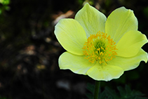 Flores en el valle del Madriu.