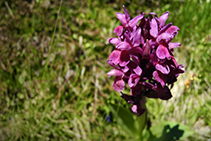 Flores de alta montaña.