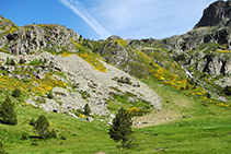 La retama tapiza la montaña.