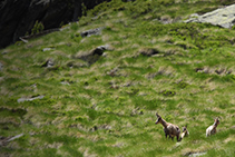 Rebecos en Coms de Jan, en la cabecera del valle de Ransol.