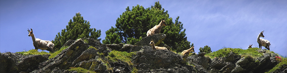 GRP - Etapa 5: Refugio de Juclà - Refugio Borda de Sorteny