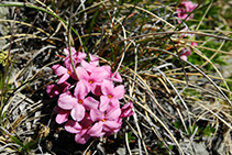 La flor de pastor.