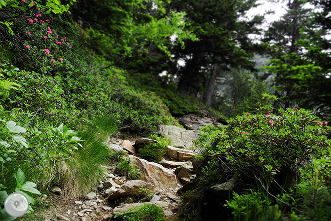 GRP - Etapa 6: Refugio Borda de Sorteny - Refugio de Comapedrosa 1 