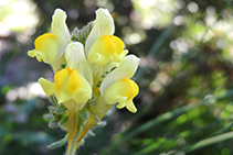 Orquídea.