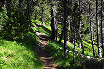 Camino por el interior del bosque.