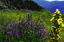 Campos teñidos de amarillo y lila.