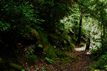 Caminando por el bosque de Enclar.