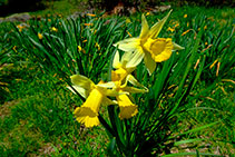 Narciso de montaña (<i>Narcissus pseudonarcissus</i>).
