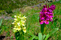 Orquídea (<i>Dactylorhiza sambucina</i>).