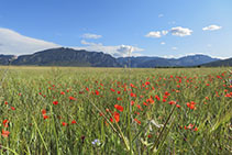 Campos de cultivo.