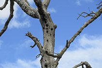 Árbol agujereado por un pájaro carpintero.