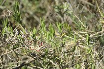 Mariposa arlequín.