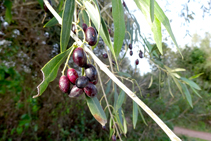 Aceitunas a punto de cosechar.