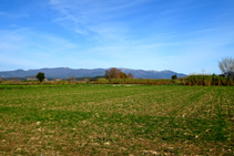 Rastrojos y cañizales con la sierra de la Albera al fondo.