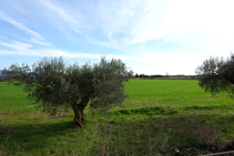 Campos de olivos.